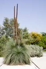 Xanthorrhoeaceae; Xanthorrhoea glauca, dying, blackboy, grass tr
