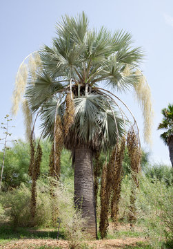 Palmae; Brahea armed; blue Hesper palm,