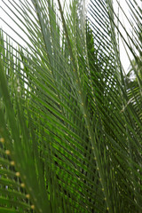 palm tree, macrazamia moorei, Zamia Palm, zaminaceae, cycad tree