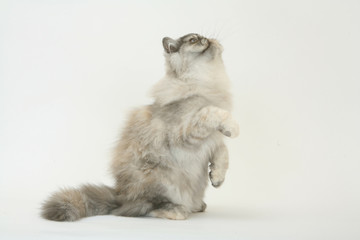 Naklejka na ściany i meble chat persan dressé sur les pattes arrières