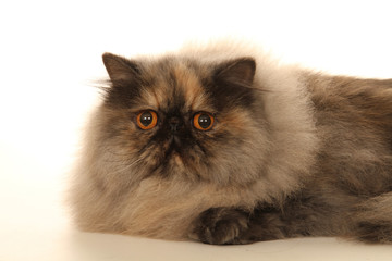 beautiful orange eyes of the persian cat