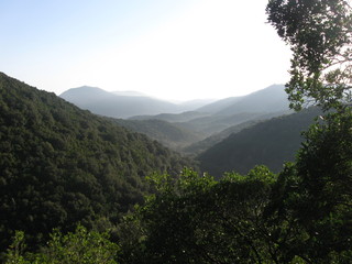 foresta magica © fiamma