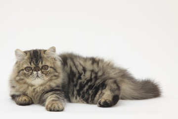 persian cat lying