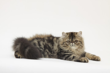 chat persan gris allongé le regard fier