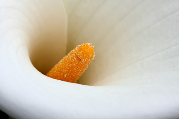 arum, fleur de calla, arum des fleuristes, zantedeschia
