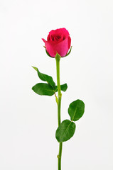 Pink rose isolate on white background