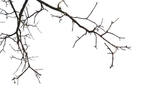 tree branches