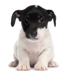 Obraz premium Jack Russell Terrier puppy, 2 months old, sitting