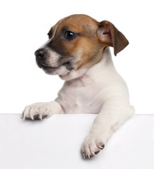Jack Russell Terrier puppy, 2 months old, getting out of a box
