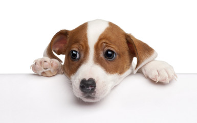 Jack Russell Terrier puppy, 2 months old, getting out of a box