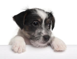 Jack Russell Terrier puppy, 2 months old, getting out of a box