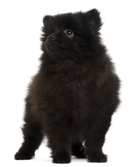 Spitz puppy, 2 months old, standing in front of white background