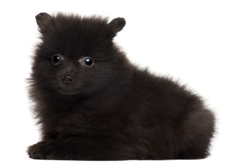 Spitz puppy, 2 months old, lying in front of white background