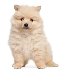 Spitz puppy, 2 months old, sitting in front of white background