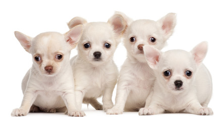 Four Chihuahua puppies, 2 months old, in front of white backgrou