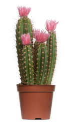 Cactus in front of white background