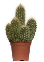 Cactus in front of white background