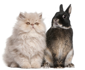 Young Persian cat and rabbit sitting in front of white backgroun