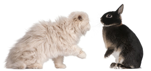 Fototapeta premium Young Persian cat and rabbit playing in front of white backgroun