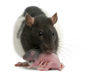 Mother rat carrying her baby in her mouth, 5 days old, in front