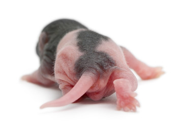 Rear view of baby rat, 5 days old, walking in front of white bac