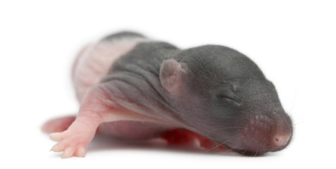 Baby rat, 5 days old, in front of white background