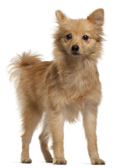 Obraz premium Loulou de Pomeranie, 7 months old, standing in front of white ba