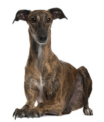 Galgo lying down in front of white background