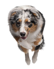 Australian Shepherd dog jumping, 7 months old, in front of white