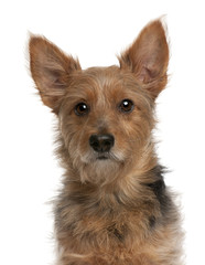 Australian Terrier dog, 9 years old, in front of white backgroun