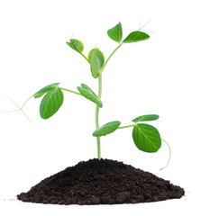 Plant and soil
