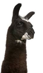 Llama, Lama glama, in front of white background © Eric Isselée