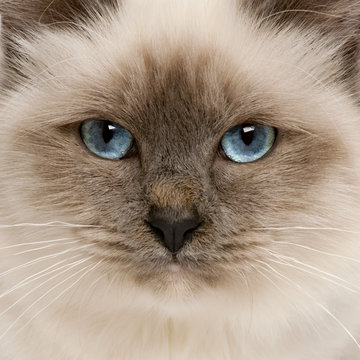 Close-up of Birman cat's face, 5 months old