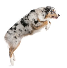 Australian Shepherd dog jumping, 7 months old