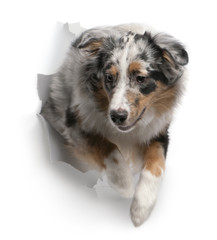 Australian Shepherd dog jumping out of white background, 7 month