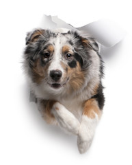 Australian Shepherd dog jumping out of white background, 7 month