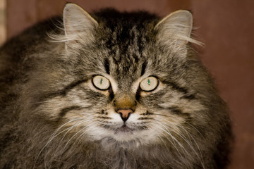 Кошачий портрет