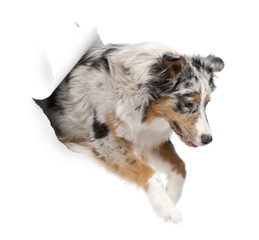 Australian Shepherd dog jumping out of white background, 7 month