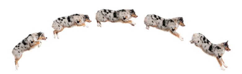 Composition of Australian Shepherd dogs jumping in a row, 7 mont