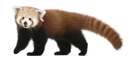 Fototapeta premium Young Red panda or Shining cat, Ailurus fulgens, 7 months old