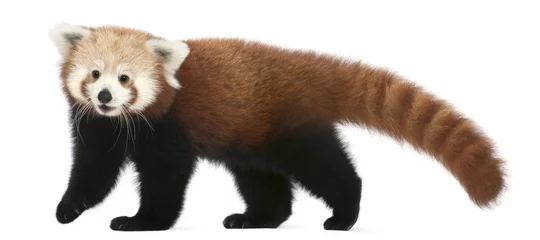 Tableaux ronds sur aluminium Panda Jeune panda rouge ou chat brillant, Ailurus fulgens, 7 mois