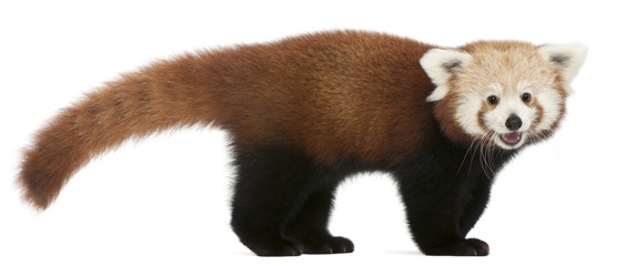 Jeune panda rouge ou chat brillant, Ailurus fulgens, 7 mois