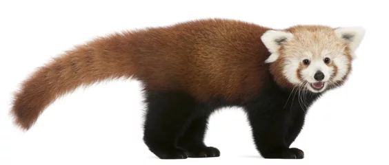 Store enrouleur Panda Jeune panda rouge ou chat brillant, Ailurus fulgens, 7 mois