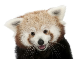 Gros plan du jeune panda rouge ou chat brillant, Ailurus fulgens