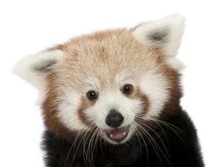Crédence de cuisine en verre imprimé Panda Gros plan du jeune panda rouge ou chat brillant, Ailurus fulgens