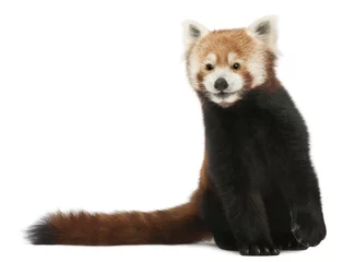 Papier Peint photo Lavable Panda Vieux panda rouge ou chat brillant, Ailurus fulgens, 10 ans