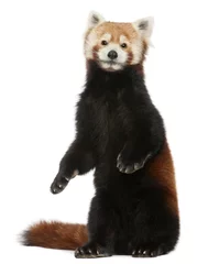 Cercles muraux Panda Vieux panda roux ou chat brillant, Ailurus fulgens, 10 ans