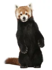 Cercles muraux Panda Vieux panda rouge ou chat brillant, Ailurus fulgens, 10 ans
