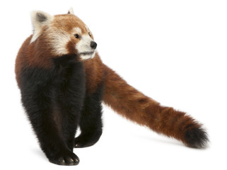 Old Red panda or Shining cat, Ailurus fulgens, 10 years old