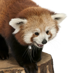 Fototapeta premium Close-up of Young Red panda or Shining cat, Ailurus fulgens